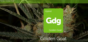 Golden Goat Strain Information Leafly